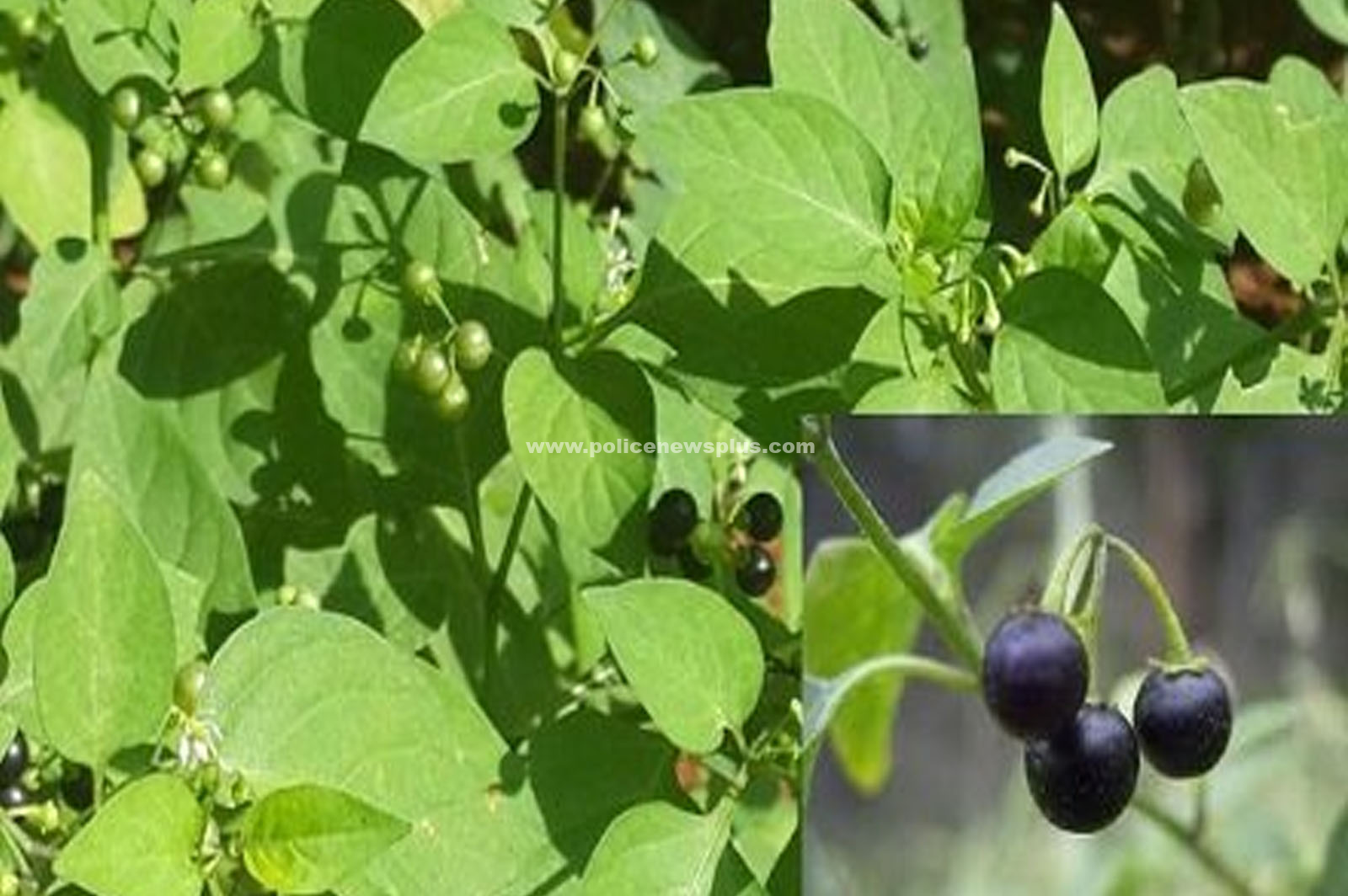 உடலில் பல பிரச்சனைகளை, தீர்க்கும் அரியவகை தக்காளி!