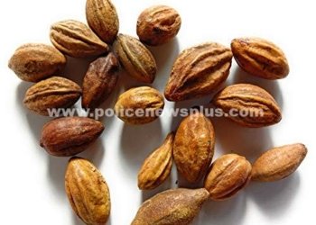 26 நோய்களுக்கும் தீர்வளிக்கும் ஒரே மூலிகை காய்! – தினசரி ஒரு ஸ்பூன் போதுங்க