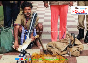 முயல் வேட்டையாடியவர் கைது