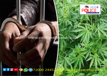 கஞ்சா செடிகள் வளர்த்தவர் கைது கஞ்சா செடிகள் பறிமுதல்