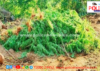 சட்டவிரோதமாக கஞ்சா செடிகள் வளர்த்தவர்கள் கைது. கஞ்சா செடிகள் பறிமுதல்