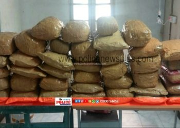 பல லட்சம் மதிப்புள்ள 100- கிலோ கஞ்சா, தஞ்சை சரக தனிபடை போலீசார் அதிரடி