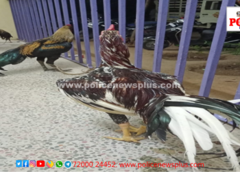 சேவல் சண்டை நடத்திய வார்டு கவுன்சிலர் உட்பட 5 பேருக்கு வலைவீச்சு: 