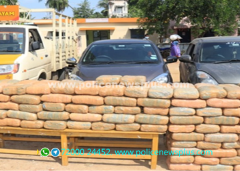 கடத்தி வந்து பதுக்கி வைத்திருந்த 500 கிலோ கஞ்சா பறிமுதல்