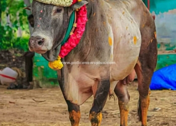 காளைக்கு ஆழ்ந்த இரங்கல்