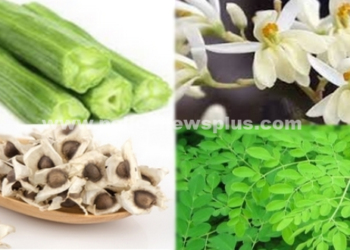 வலிமை  கொடுக்கும் முருங்கை மூலிகையின்  ரகசியம்!