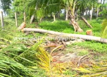 நிவாரணம் வழங்க கோரிக்கை, மரங்களை வெட்டிய மர்ம நபர்கள்