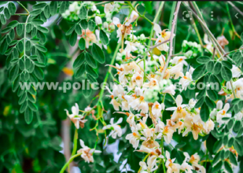 கண்களைப் பாதுகாக்க முருங்கை பூக்கள்!