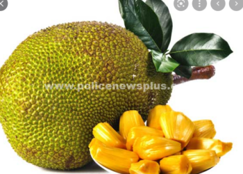 பலா பழத்தின், மருத்துவ குணங்கள் !