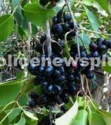 நாவல் பழம்!