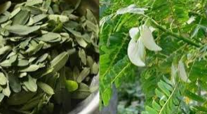 தோல் நோய்களுக்கு, அற்புத குணம் தரும் கீரை!