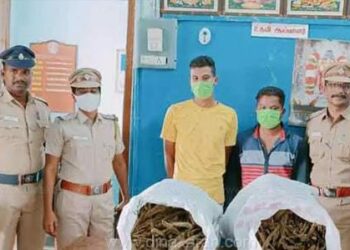 பெங்களூருவுக்கு ரயிலில் கடத்தி வரப்பட்ட 24 கிலோ கஞ்சா காட்பாடியில் பறிமுதல்