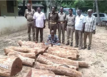 காப்புக்காட்டில், செம்மரம் வெட்டியவர் கைது!