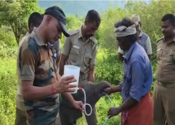 குட்டி யானையை தாயுடன் சேர்க்க, வனத்துறையினர் தீவிரம்!