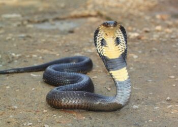 தாயை காப்பாற்ற முயற்சி செய்த சிறுவனுக்கு நேர்ந்த பரிதாபம் 