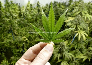 திடுக்கிடும் தகவல் சமையலறையில், கஞ்சா செடி வளர்த்தபெண் இருவர் கைது!