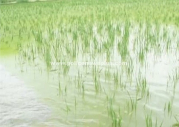 மதுரையில் நீரில் மூழ்கி, 100 ஏக்கருக்கு மேல் நெல் சேதம்!