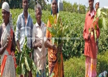 மதுரையில் மர்ம நோய் தாக்கிய பயிர் சாகுபடிகள்!