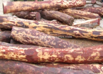 ரோந்து பணியில் சந்தன கட்டைகளை கடத்திய 4 பேர் கைது!