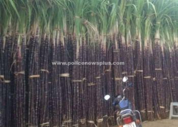 விற்பனைக்கு குவிந்துள்ள கரும்புகள்