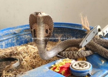 தீயணைப்பு வீரர்களின் துரிதம்