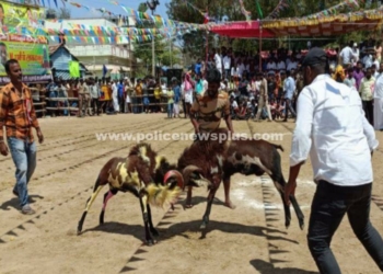 களைகட்டிய கிடா முட்டு போட்டி