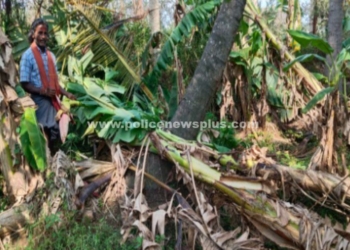 350க்கும் மேற்பட்ட மரங்கள் ஒரே இரவில் சேதம்!