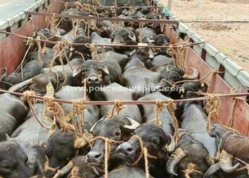 ஆந்திராவிலிருந்து கொண்டு செல்லப்பட்ட 36 மாடுகள் பறிமுதல்