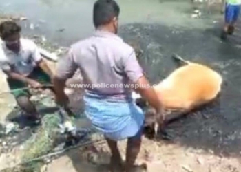 சிவகாசி அருகே பசு மாடுகள் உயிரிழப்பு