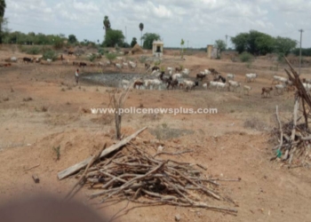 நல்லுக்குறிச்சியில் தண்ணீர் இல்லாமல் தவிக்கும் கால்நடைகள்