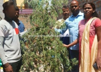 கஞ்சா செடி வளர்த்த  நபர் கைது