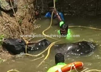 நத்தம் அருகே கிணற்றுக்குள் விழுந்த ஜல்லிக்கட்டு காளை