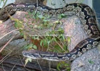 தீயணைப்பு படையினர் மடக்கி பிடித்த 6 அடி நீளமுள்ள கொம்பேறி மூக்கன்