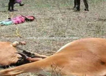 மின்னல் தாக்கி பெண் 2 மாடுகள் உயிரிழப்பு