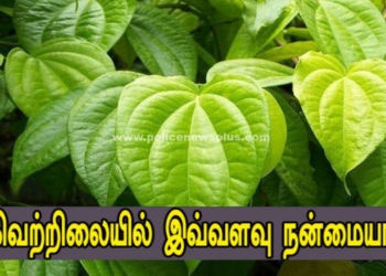 கோடையில் வெற்றிலையின் அற்புத நன்மைகள்!