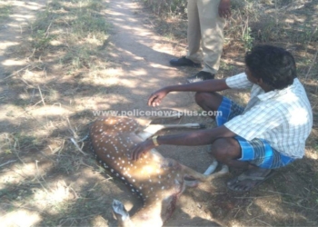 முட்புதரில் இறந்த நிலையில் வன விலங்கு கண்டெடுப்பு