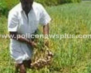 கொடைக்கானலில் காட்டு விலங்குகள் பயிர்களை சேதப்படுத்தின