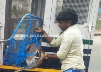 மாநகராட்சி சார்பாக நாய் பிடிக்கும் பணி