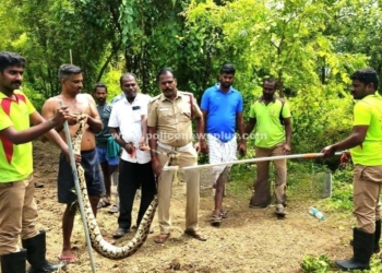 நத்தம் அருகே தென்னந்தோப்பில் பிடிபட்ட மலைப்பாம்பு