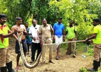 நத்தம் அருகே தென்னந்தோப்பில் பிடிபட்ட மலைப்பாம்பு