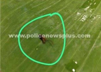 பிரியாணி கடையில் வாடிக்கையாளர் வாங்கிய பிரியாணியில் கரப்பான்பூச்சி