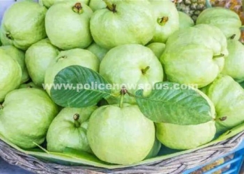 ஊட்டச்சத்துக்கள் நிறைந்த கொய்யாப்பழம்