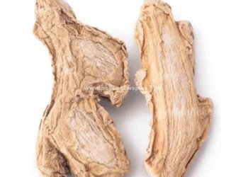 சுக்கு பொடி எதற்கெல்லாம் பயன்படுத்தலாம்