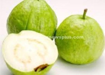 கொய்யாப் பழத்தின் நன்மைகள்