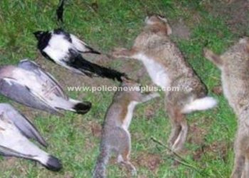 தடையை மீறி முயல் வேட்டையாடியதாக 26 பேருக்கு அபராதம்