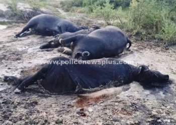 மின்சாரம் தாக்கி  மாடுகள் பலி