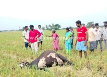 மின்சாரம் பாய்ந்து உயிரிழந்த கறவை மாடு