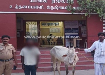 மாடு திருடிய நபர் கைது