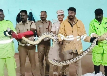 மலைப்பாம்பை உயிருடன் பிடித்த தீயணைப்புத்துறையினர்