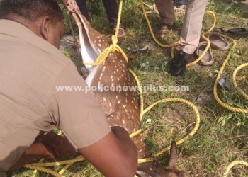 கிணற்றில் விழுந்த மானை காப்பாற்றிய தீயணைப்புத் துறையினர்